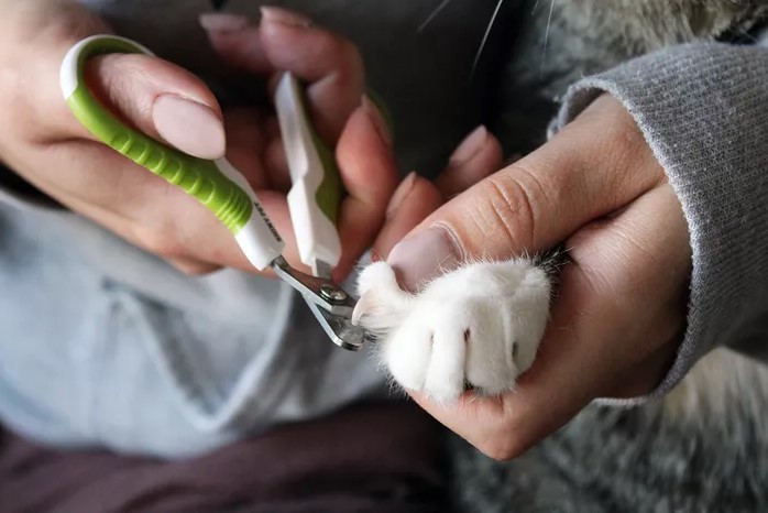 Cómo cortar las uñas de un gato