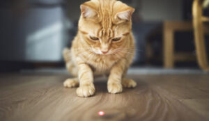 ¿Por qué los gatos persiguen los punteros láser?