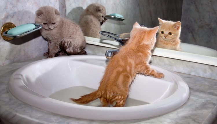 Cómo bañar un Gato bebé